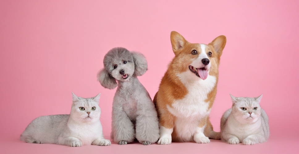 CHARLA ‘HABLEMOS DE ANIMALES’